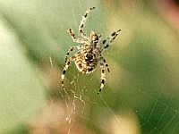 Kreuzspinne im Netz, 70er Jahre (mit Hilfe einer Plattenkamera, s. Vorbemerkung)