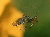 Spinne mit Beute, 80er Jahre