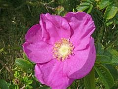 P1130268