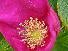 P1130440