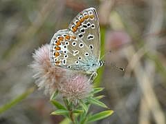 P1130502