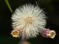 P1130511