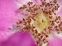 P1130591