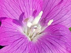 P1130812ausschn