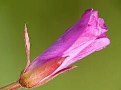 P1130819