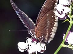 P1180755ausschn