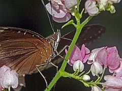 P1180759ausschn