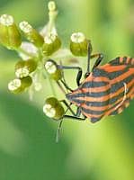 Streifenwanze (Graphosoma lineatum)

