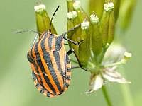 Streifenwanze (Graphosoma lineatum)
