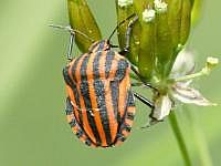 Streifenwanze (Graphosoma lineatum)
