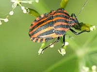 Streifenwanze (Graphosoma lineatum)
