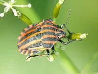 Streifenwanze (Graphosoma lineatum)

