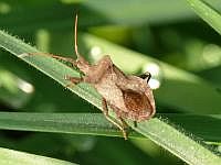Saumwanze (Coreus marginatus) ?