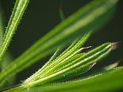 P1110931