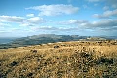 Landschaft der Osterinsel: Gras und Vulkane