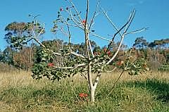 Osterinsel-Landschaft