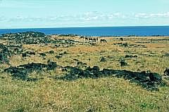 Osterinsel-Landschaft mit Pferden