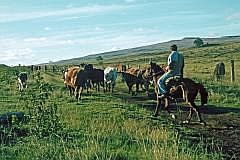 Auf dem Weg zum Maunga Puna Pau: Reiter