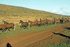 Auf dem Weg zum Maunga Puna Pau: Pferdeherde