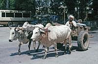 Taxila: Ochsengespann