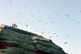 Islas Ballestas: Der Felshang ist berst mit Vgeln