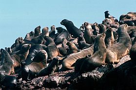 Islas Ballestas: Seelwen