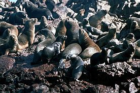 Islas Ballestas: Seelwen