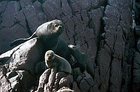 Islas Ballestas: Seelwen