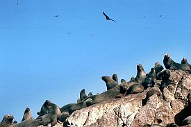 Islas Ballestas: Seelwen