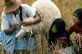 Indiofrau mit Tchtern schmcken ein Schaf mit bunten Bndern in den Ohren