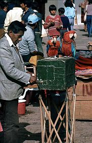 Cuzco: Wahrsager mit Papageien