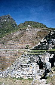 Machu Picchu: Terrassen