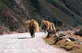 Transport von Maisstroh