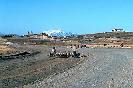 Strae vor Laja mit Schafherde