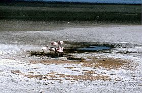 Laguna Salinas mit Flamingos