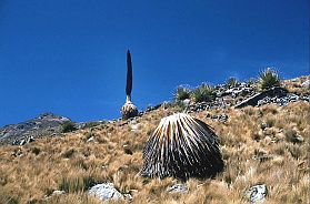 Puya raimondii Bltenstand