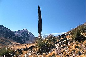 Puya raimondii Bltenstand