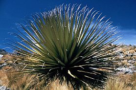 Puya raimondii