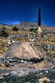 Puya raimondii Bltenstand und Htte