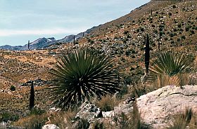 Puya raimondii