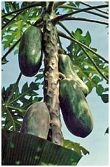 Papaya