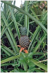 Ananas