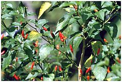 Chili