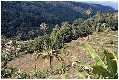 Zwischen Mayong und Banjar