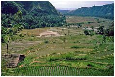 Reisterrassen zwischen Gunung Agung und Gunung Seraya, Nhe Tirta Gangga