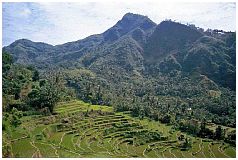 Reisterrassen zwischen Gunung Agung und Gunung Seraya, Nhe Tirta Gangga