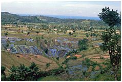 Reisterrassen zwischen Gunung Agung und Gunung Seraya, Nhe Tirta Gangga