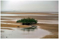 Sanur - Mangroven