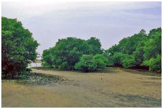 Sanur - Mangroven