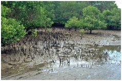 Sanur - Mangroven